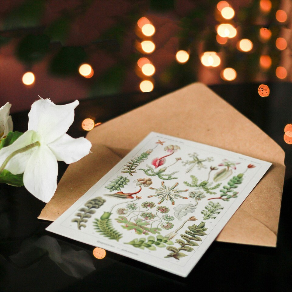image 1 of Ernst Haeckel Art Card Hepatica Plant Vintage Floral