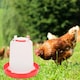 image 3 of 3L Chicken Drinker Feeder Poultry Quails Bird Hen Duck Water Large Red with Handle