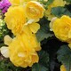 image 4 of Carbeth Plants Begonia Illumination Lemon Summer Bedding Plant 3 x 9cm Pots - Easy Grow Garden Ready Shrub for Beds, Borders, Pots & Containers