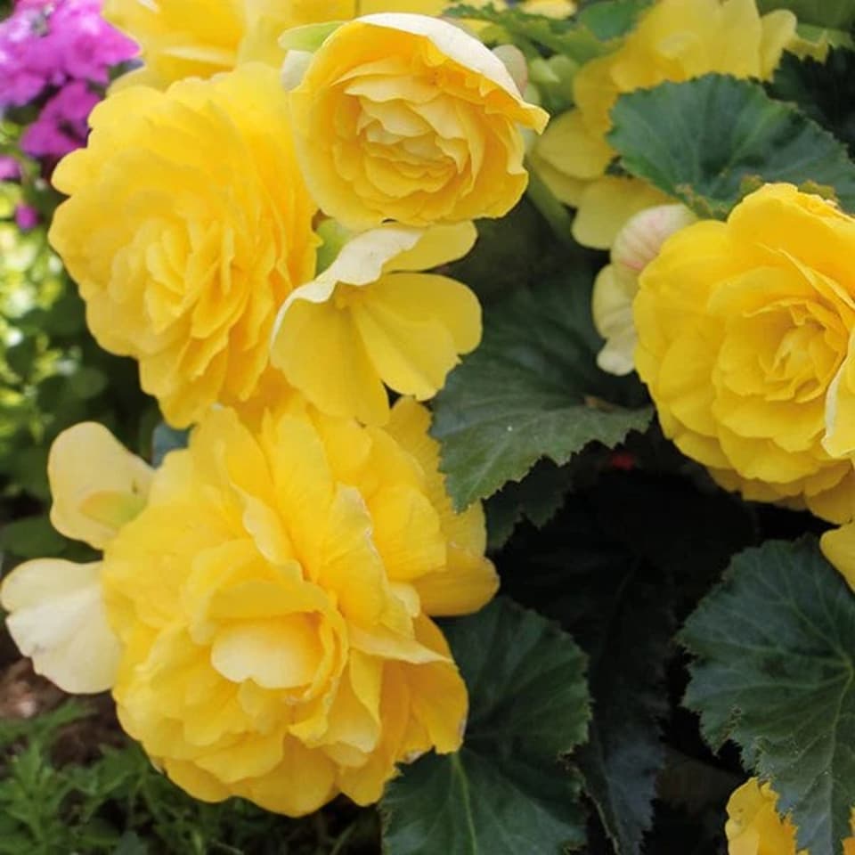 image 1 of Carbeth Plants Begonia Illumination Lemon Summer Bedding Plant 3 x 9cm Pots - Easy Grow Garden Ready Shrub for Beds, Borders, Pots & Containers