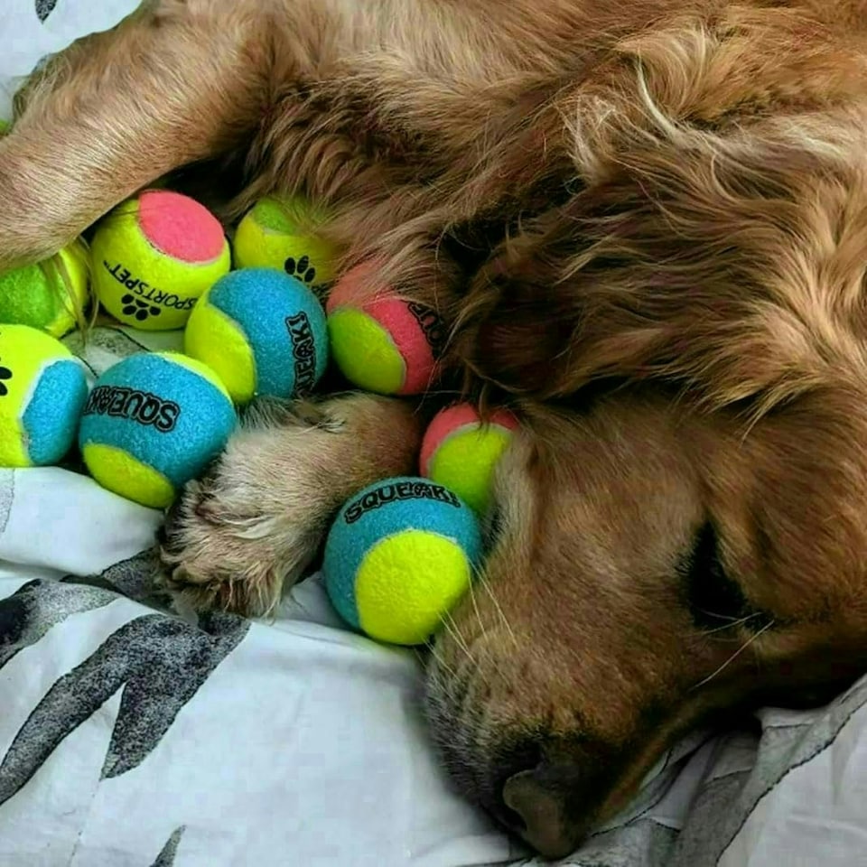 image 1 of Sportspet Tennis Balls for Dogs (12 Pack)