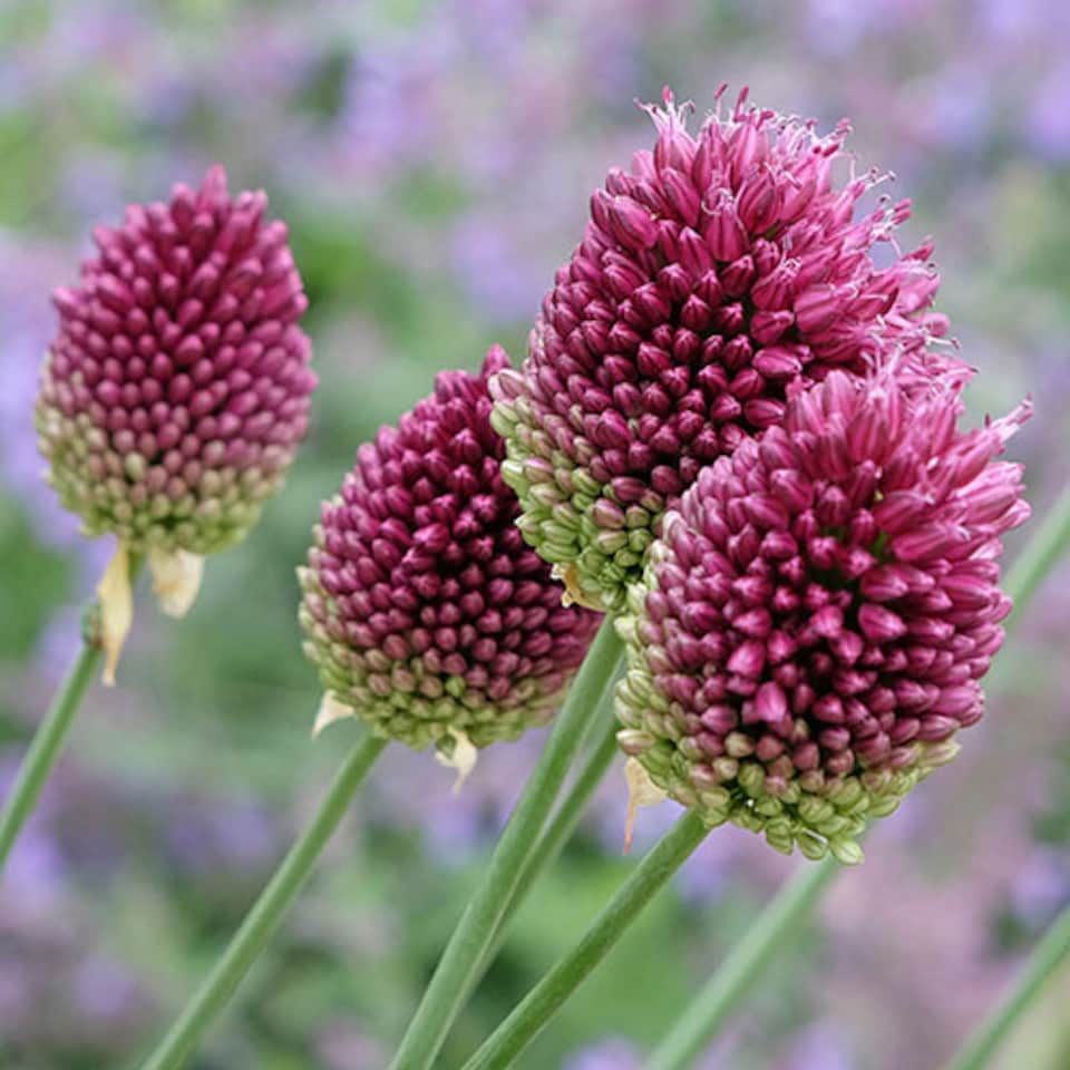 image 1 of YouGarden Allium 'Drumsticks', Pack of 100 Bulbs, Ready For Autumn Planting and Spring to Summer Flowering, Purple Flowers for Pot
