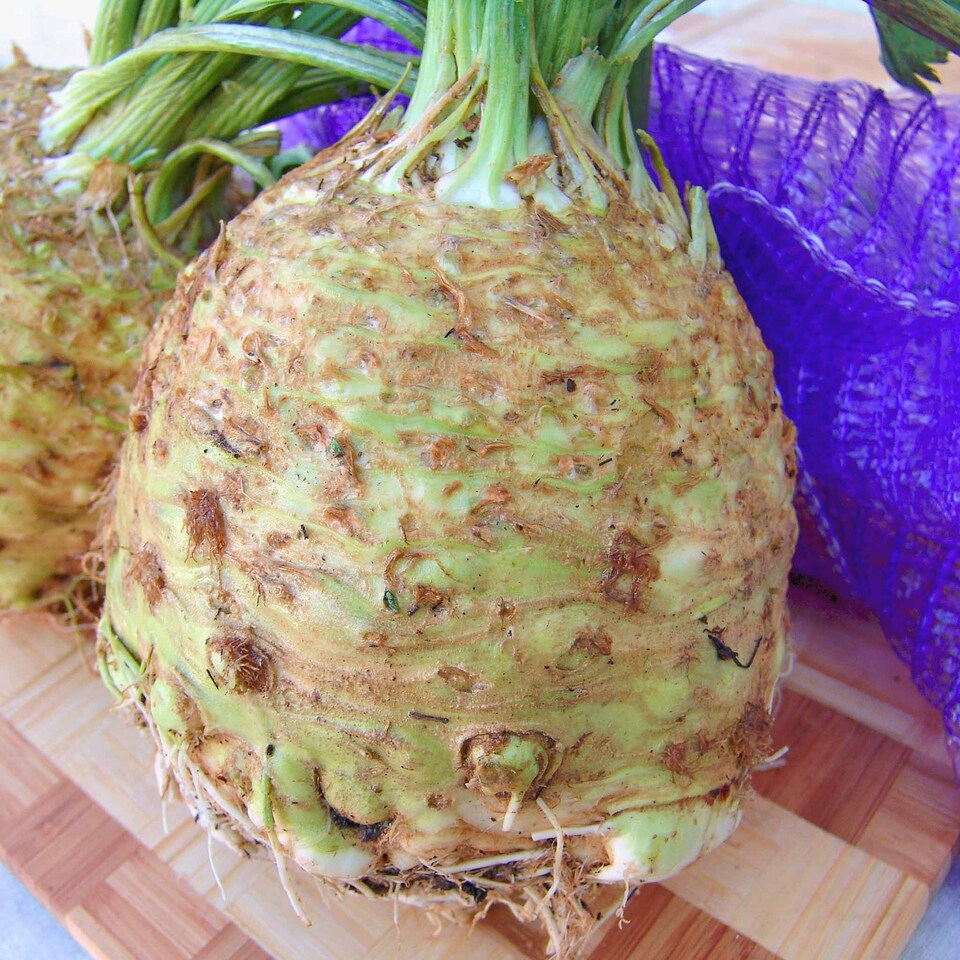 image 1 of Marshalls Garden Celeriac Seeds 'Monet' - Early-Maturing, 50 Seeds