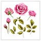 image 1 of Roses & leaves (Picutre Frame) White | M