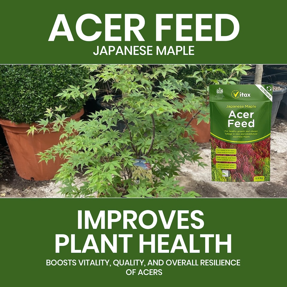 image 1 of Vitax Acer Feed Japanese Maple Tree Organic Plant Feed Healthy Growth Vibrant Foliage 0.9kg Pack of 3