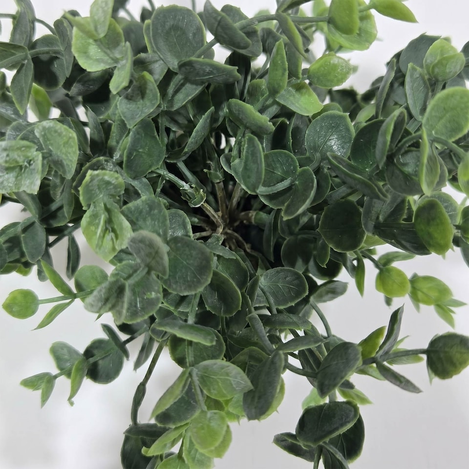 image 1 of Homescapes Artificial Daphne Odora & Eucalyptus in White Pot