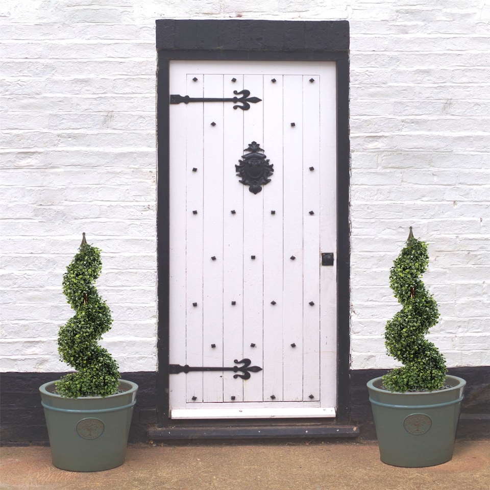 image 1 of Buxus Boxwood Spiral Trees 120cm Buxus Spiral Single 120cm Plants | Green | 4ft