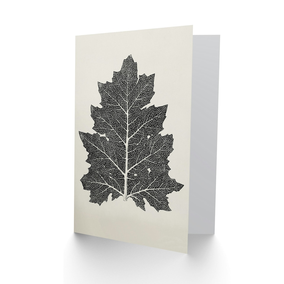 image 1 of Owen Jones Art Card Vintage Black and White Leaf Drawing