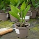 image 4 of Marshalls Garden Lily of the Valley (Convallaria majalis) 3 x 9cm