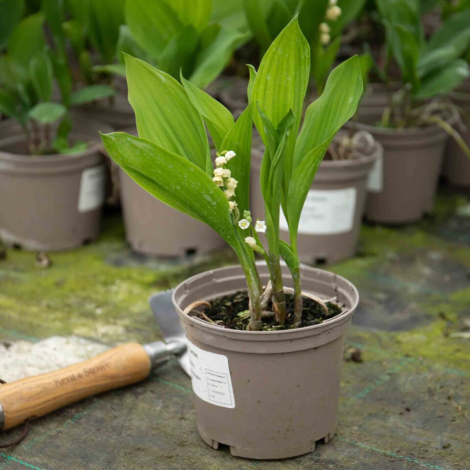 image 1 of Marshalls Garden Lily of the Valley (Convallaria majalis) 3 x 9cm