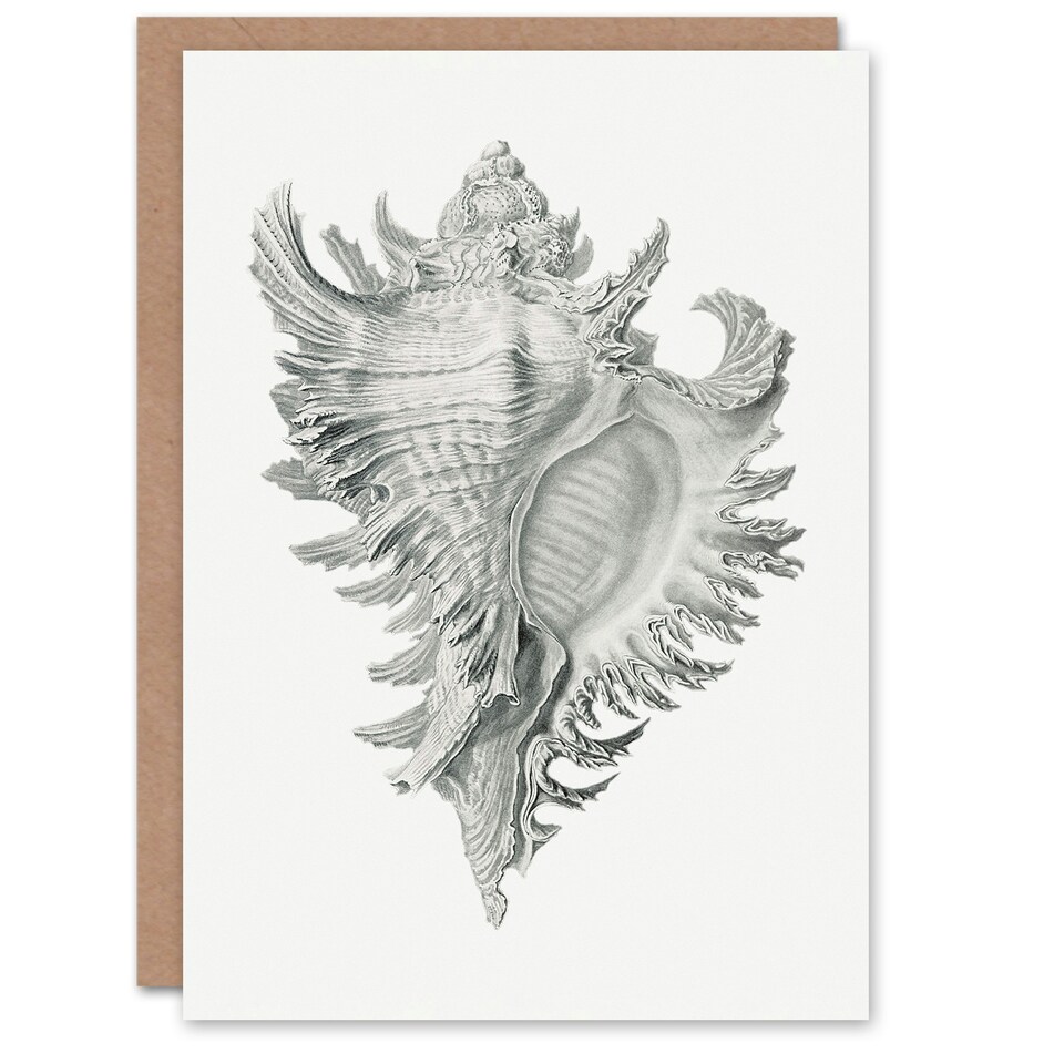image 1 of Ernst Haeckel Art Card Whelk Sea Snail Shell Drawing