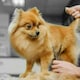 image 5 of Wahl Steel Thinning Scissors for Pets 6.5 Inch