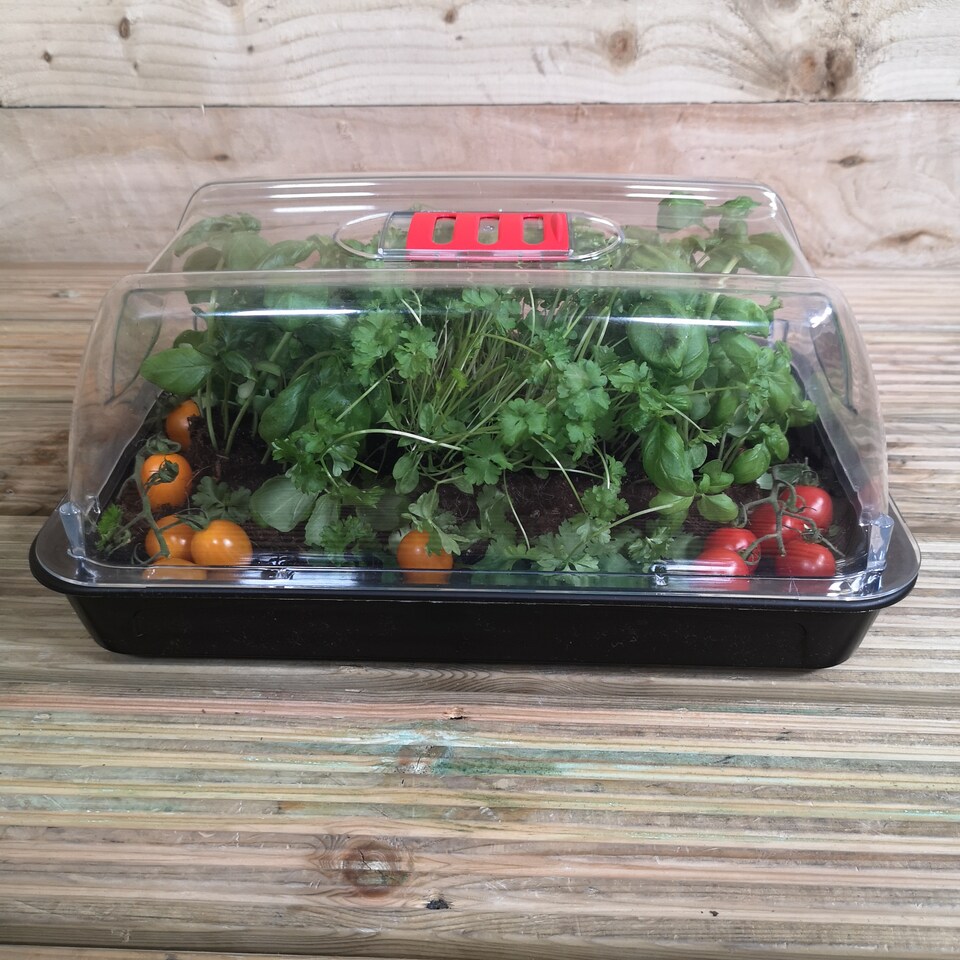 image 1 of 4 x 38cm Unheated Seed Starter Tray Grostart Midi Propagator Indoor Seedling Planter