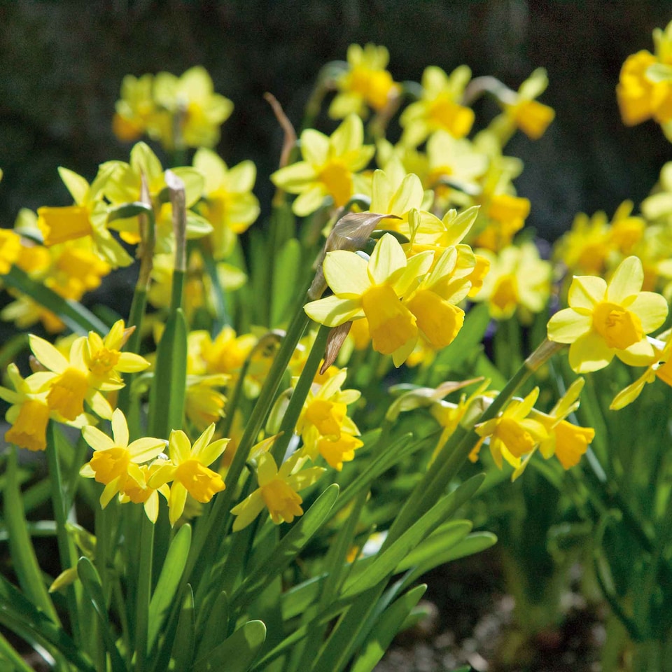 image 1 of Marshalls Garden Spring Joy Bulb Mix - 24 Bulbs