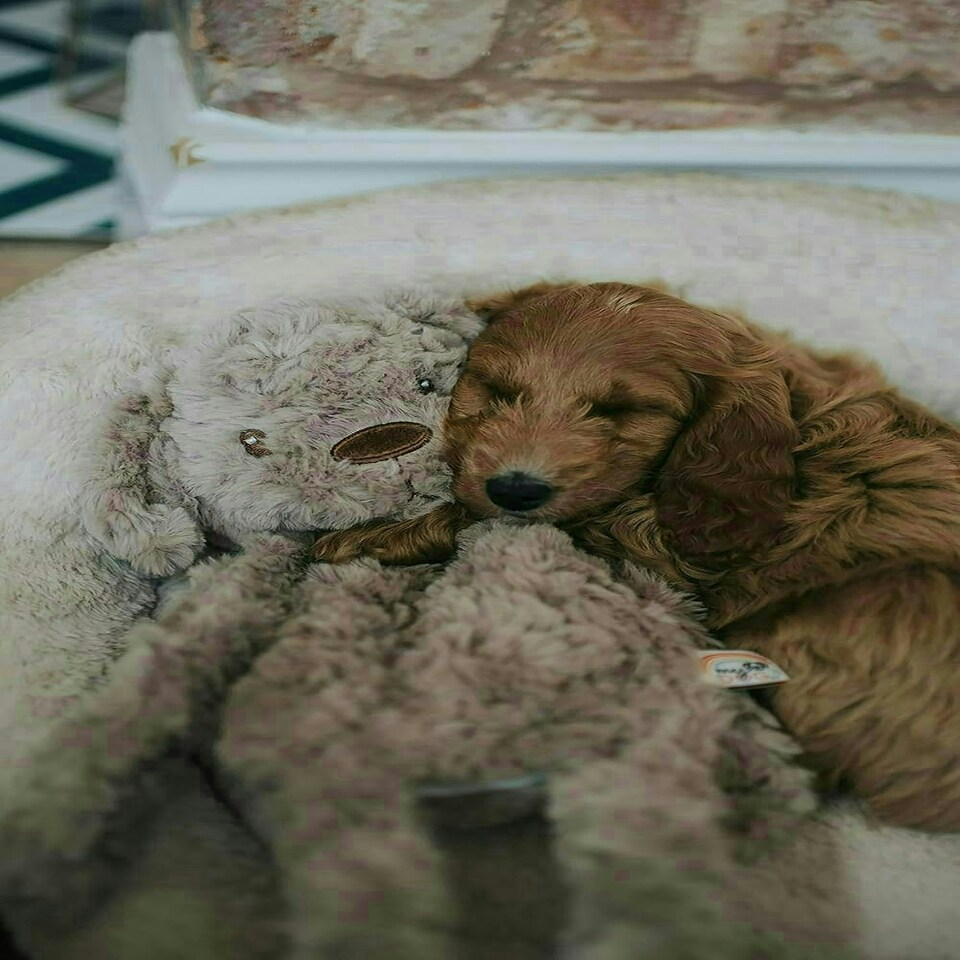 image 1 of Rosewood MyDog Luxury Plush Dog Toy For Dogs - 40cm