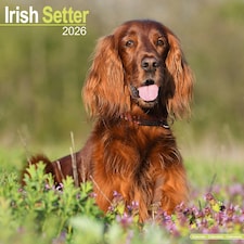 Irish Setter 2026 Calendar | Square Wall Calendar | Dog Breed Gift | Plastic Free Packaging | by Avonside Publishing
