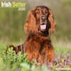 image 1 of Irish Setter 2026 Calendar | Square Wall Calendar | Dog Breed Gift | Plastic Free Packaging | by Avonside Publishing