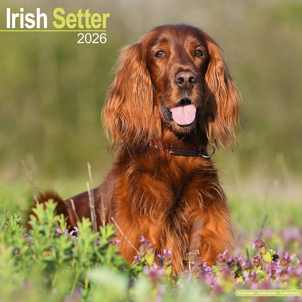 image 1 of Irish Setter 2026 Calendar | Square Wall Calendar | Dog Breed Gift | Plastic Free Packaging | by Avonside Publishing
