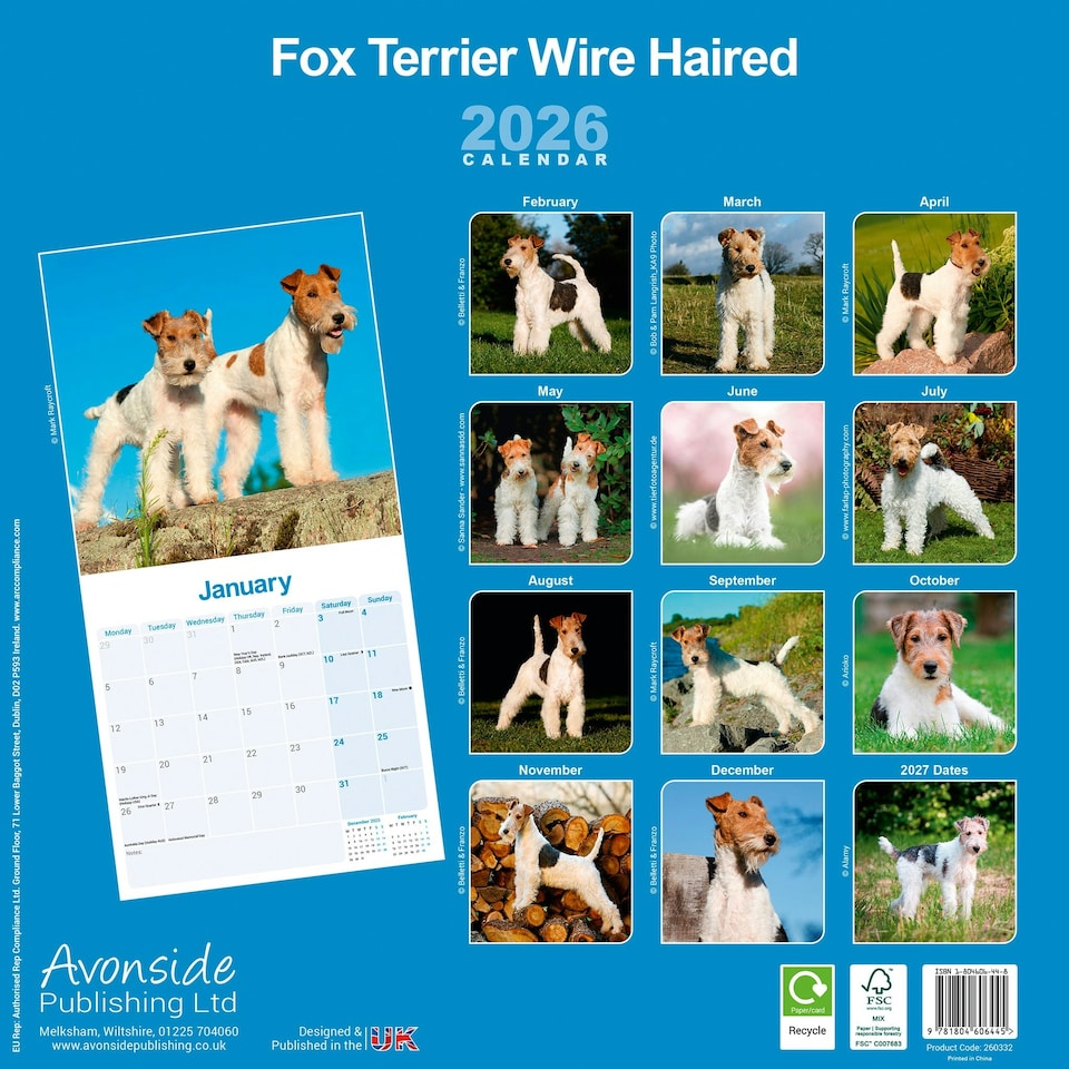 image 1 of Fox Terrier (Wire Haired) 2026 Calendar | Square Wall Calendar | Dog Breed Gift | Plastic Free Packaging | by Avonside Publishing