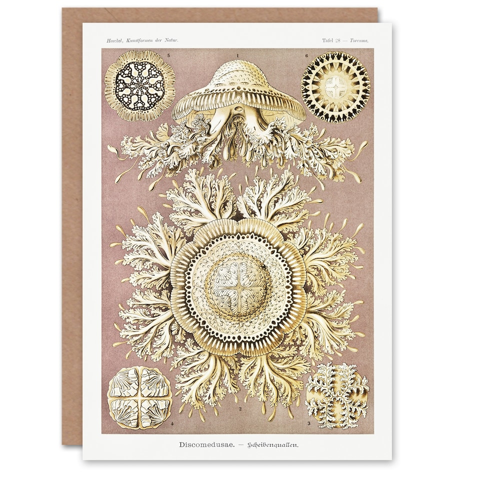 image 1 of Ernst Haeckel Art Card Jellyfish Discomedusae Vintage Illustration