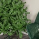 image 5 of 8ft Colorado Spruce Christmas Tree in Green with 1095 tips