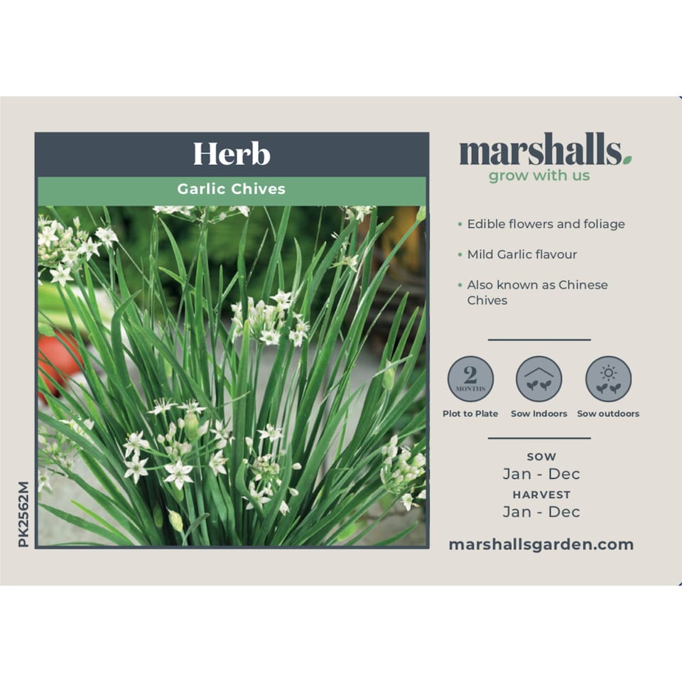 image 1 of Marshalls Garden Garlic Chives Seeds 120 Seeds