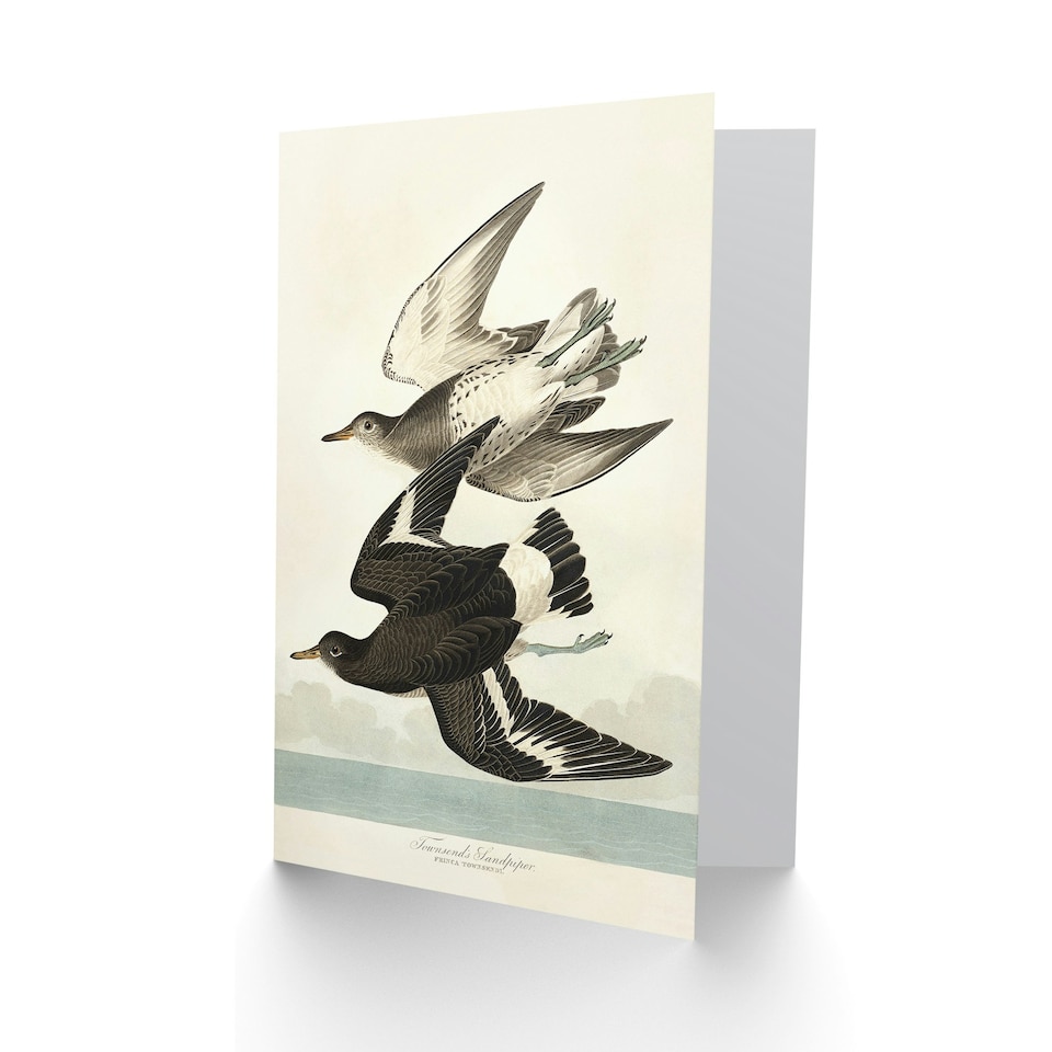 image 1 of John James Audubon Art Card Townsend Sandpiper Bird