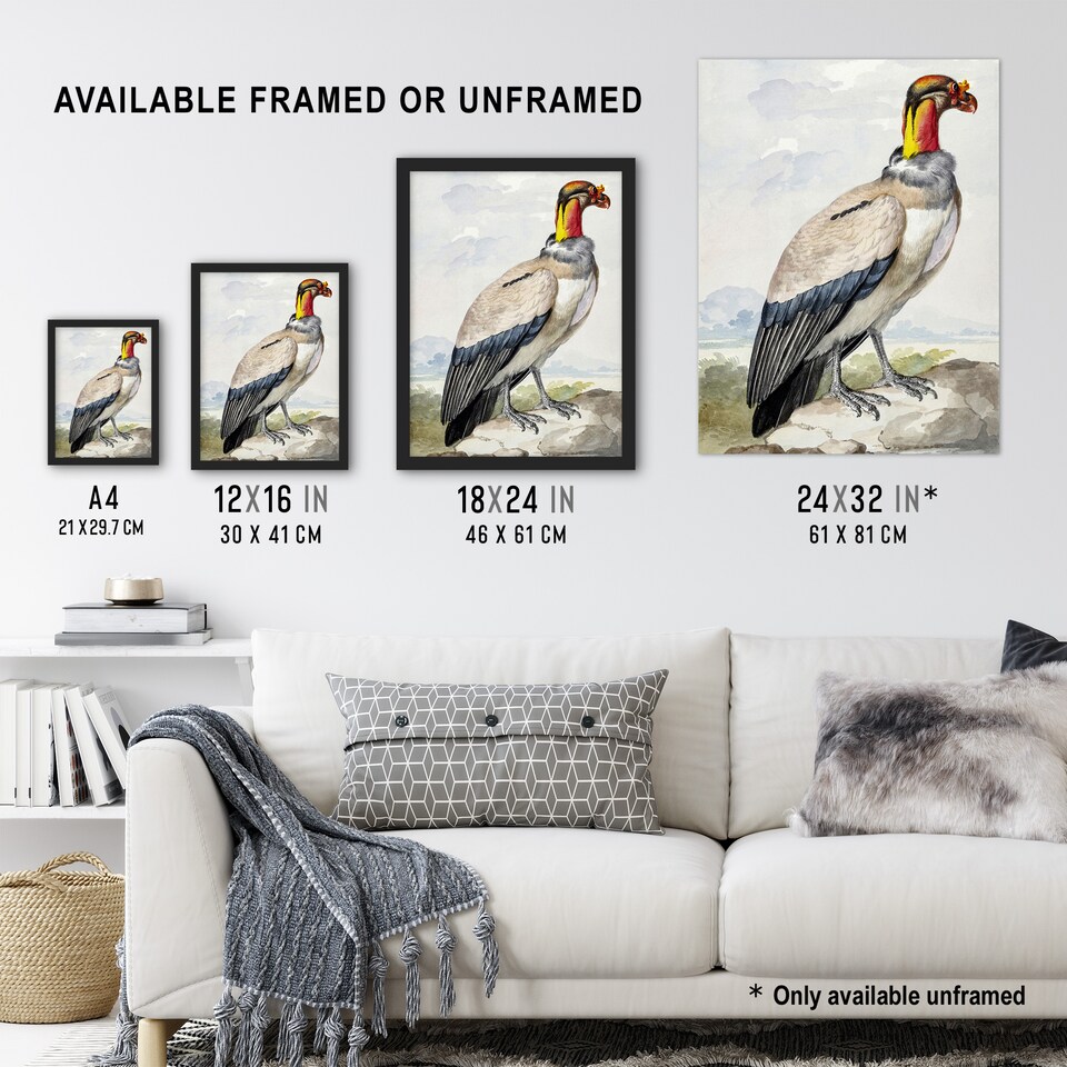 King Vulture Bird Vintage Watercolour Schouman Wall Art Poster Print ...