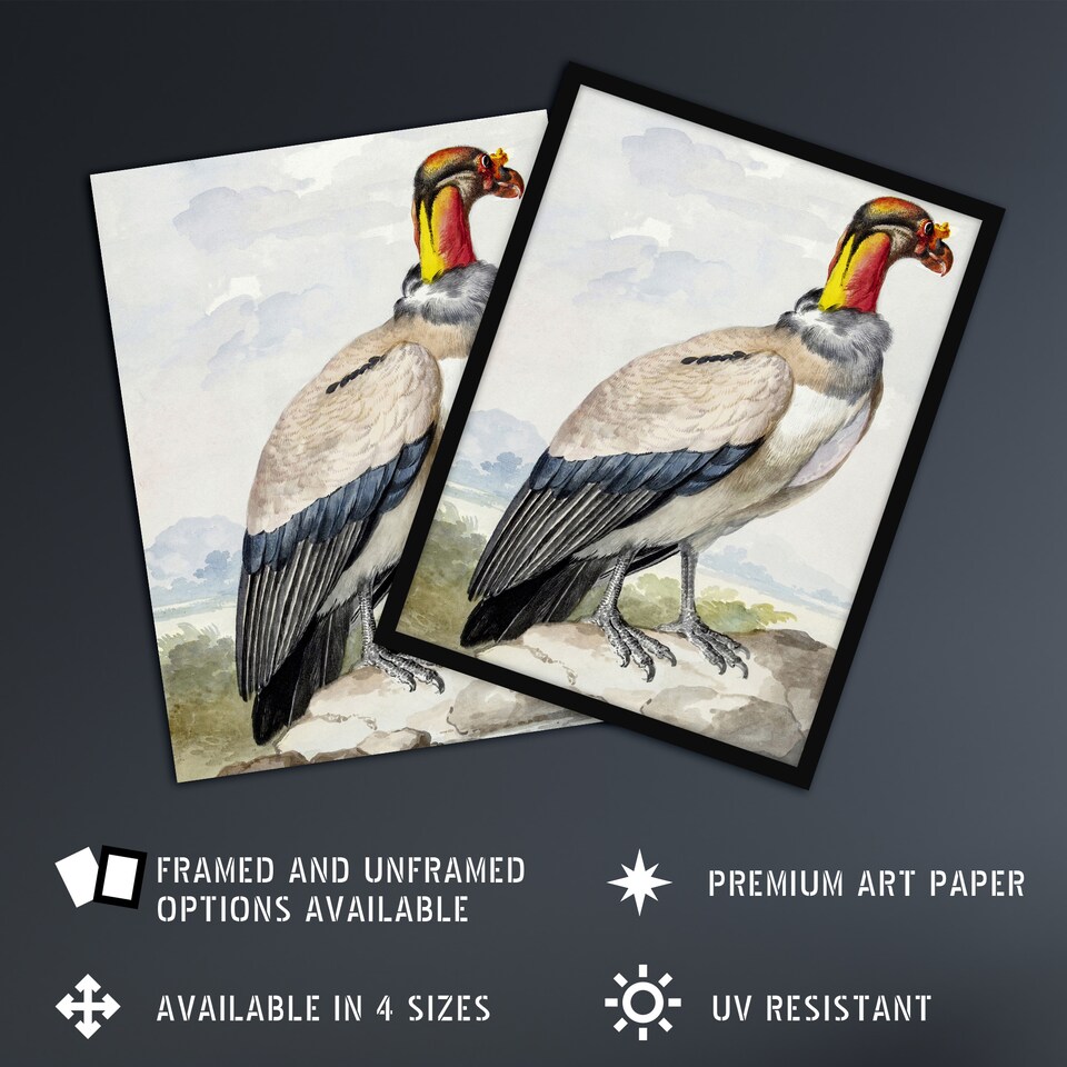 King Vulture Bird Vintage Watercolour Schouman Wall Art Poster Print ...