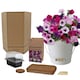 image 6 of Pronto Seed Petunia Grow Your Own Kit with Decorative Bucket Planter - Colourama Mix | Multi | Petunia Bucket | 1