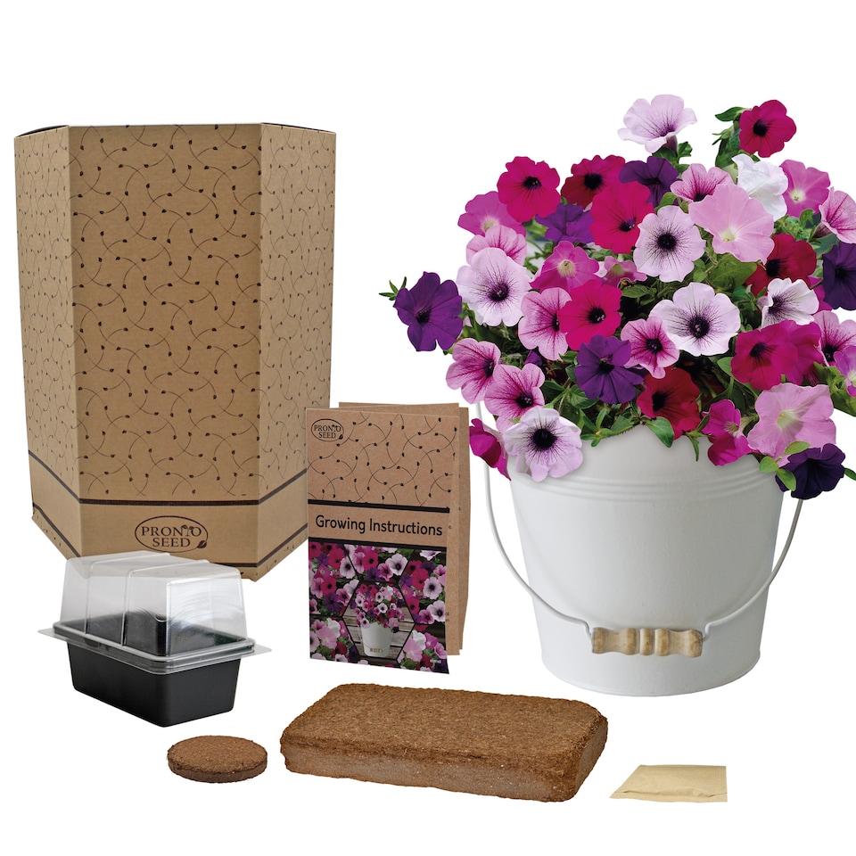 image 1 of Pronto Seed Petunia Grow Your Own Kit with Decorative Bucket Planter - Colourama Mix | Multi | Petunia Bucket | 1