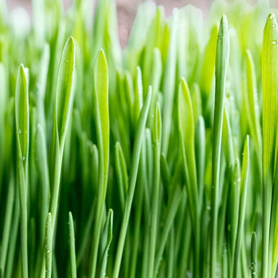 image 1 of Guinea Pig Wheat Grass Hordeum in 13cm Pot - Natural Forage Treat & Enrichment Plant - Edible Grass for Guinea Pigs & Small Pets