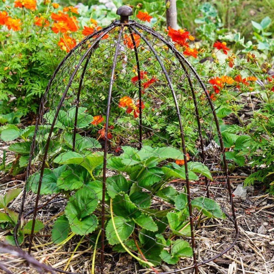 image 1 of Outdoor Wire Netted Plant Protector - Mild Steel - L36 x W36 x H48 cm - Bronze
