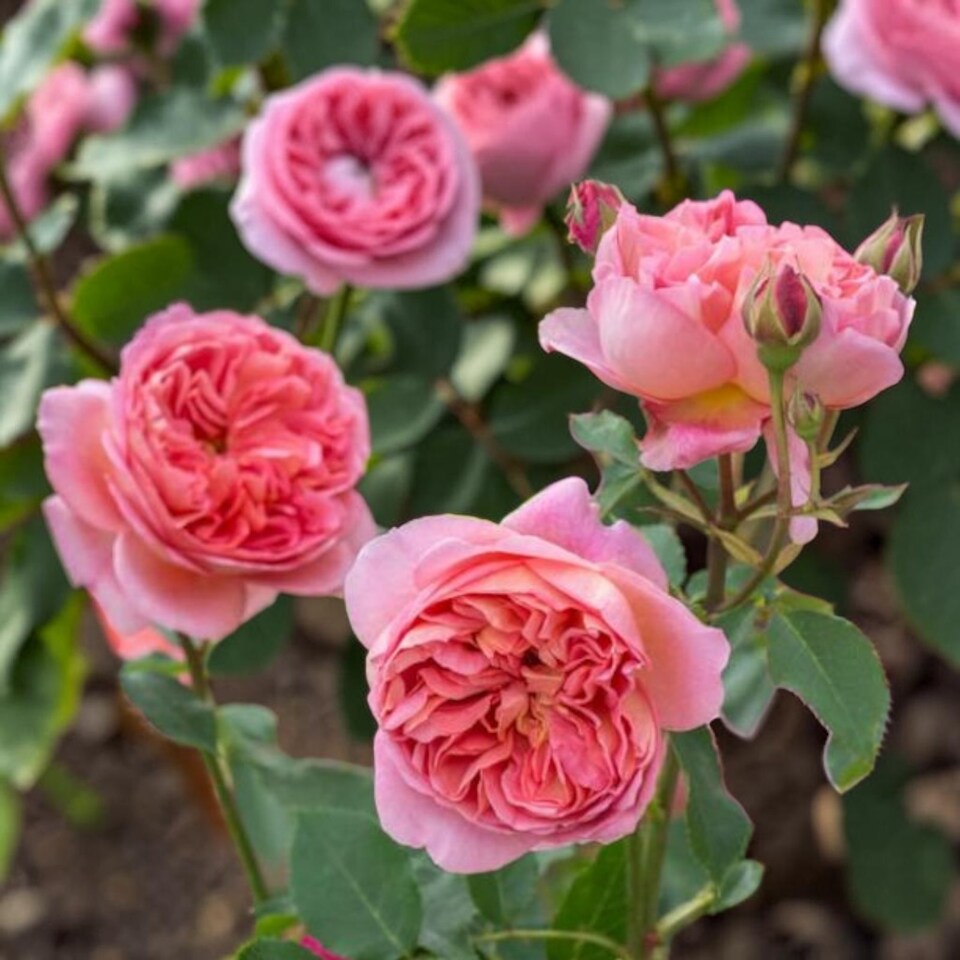 image 1 of Carbeth Plants Pearl Wedding Rose Bush Gift Wrapped - 30th Wedding Anniversary Plant