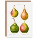 image 1 of Pierre-Joseph Redouté Art Card Pear Fruit Vintage Illustration
