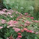image 3 of Achillea Summer Berries Seeds Hardy Perennial Colourful Ornamental Garden Patio Balcony Attracts Bees & Butterflies (1x Packet)