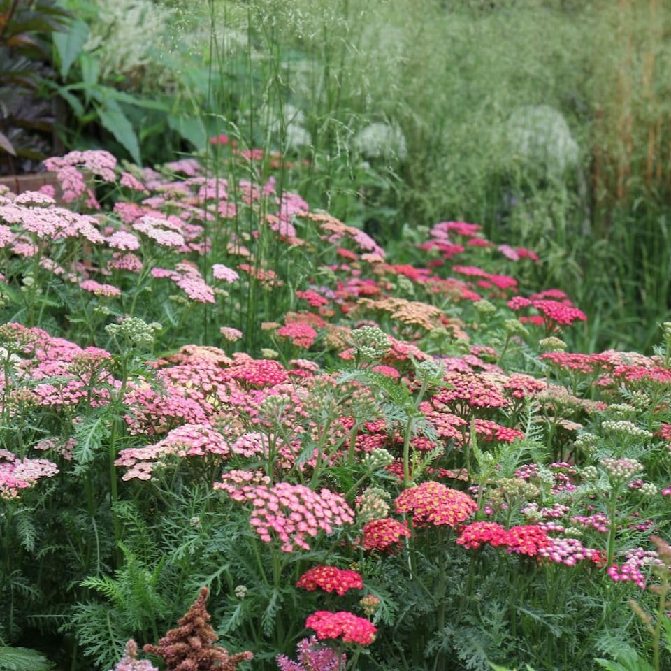 image 1 of Achillea Summer Berries Seeds Hardy Perennial Colourful Ornamental Garden Patio Balcony Attracts Bees & Butterflies (1x Packet)