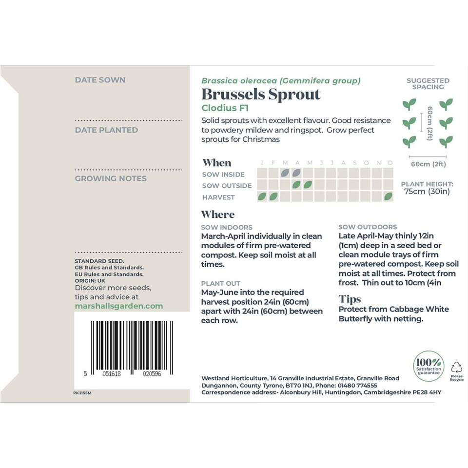 image 1 of Marshalls Garden Brussels Sprout Seeds Clodius F1, 30 Seeds