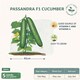 image 2 of Fothergills Premium Cucumber Seeds - Passandra F1