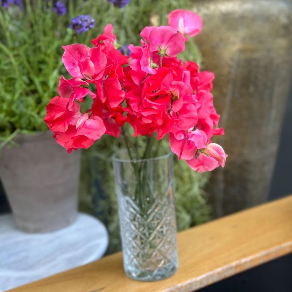 image 1 of Pink Sweet Pea Geranium - Salmon-Pink Spencer Type - Vigorous Growth Great for Cutting - Thompson & Morgan