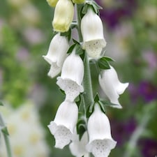 Foxglove Cub 1 Seed Packet (75 Seeds)