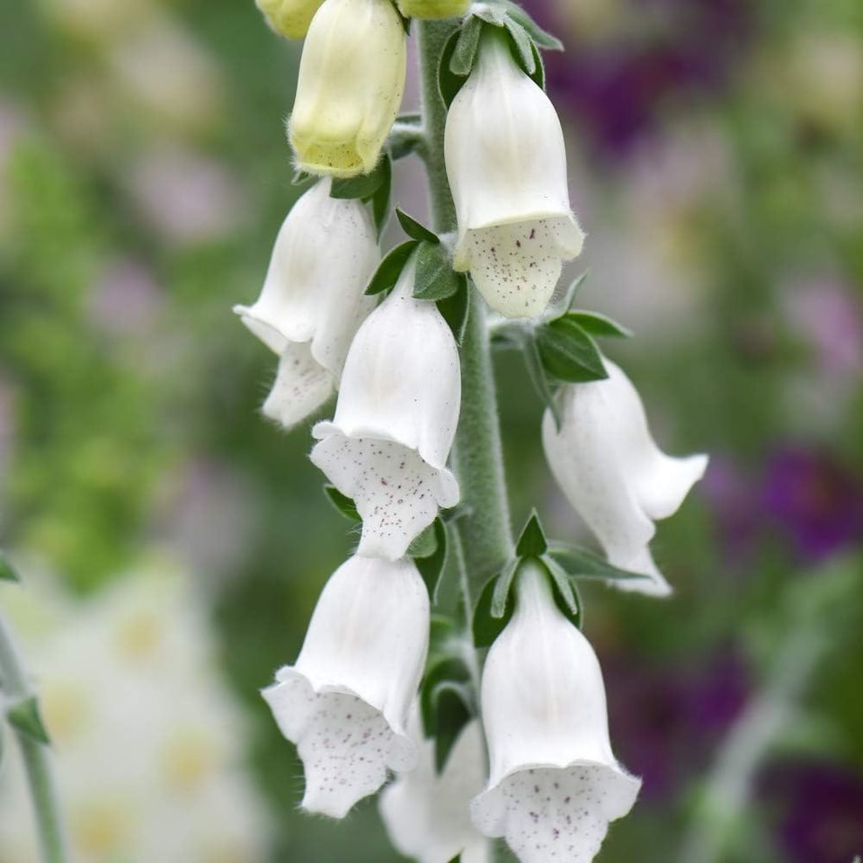 Foxglove Cub 1 Seed Packet (75 Seeds)