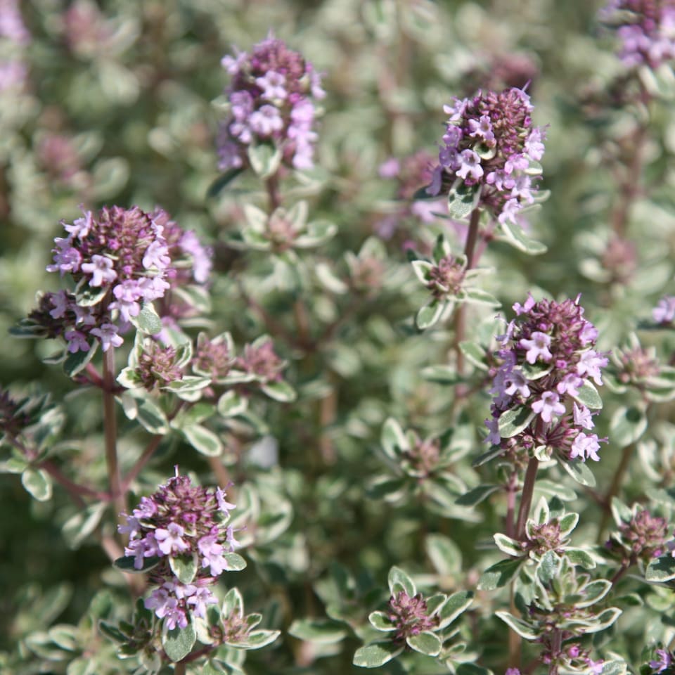 Thyme Silver Posie Herb Plant Thymus 9cm Pot | Purple | Purple | 9cm Pot | 1