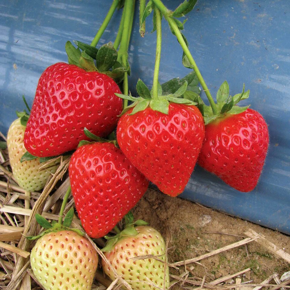 image 1 of Marshalls Garden Strawberry 'Malling Centenary' Premium Bare-Root Plants