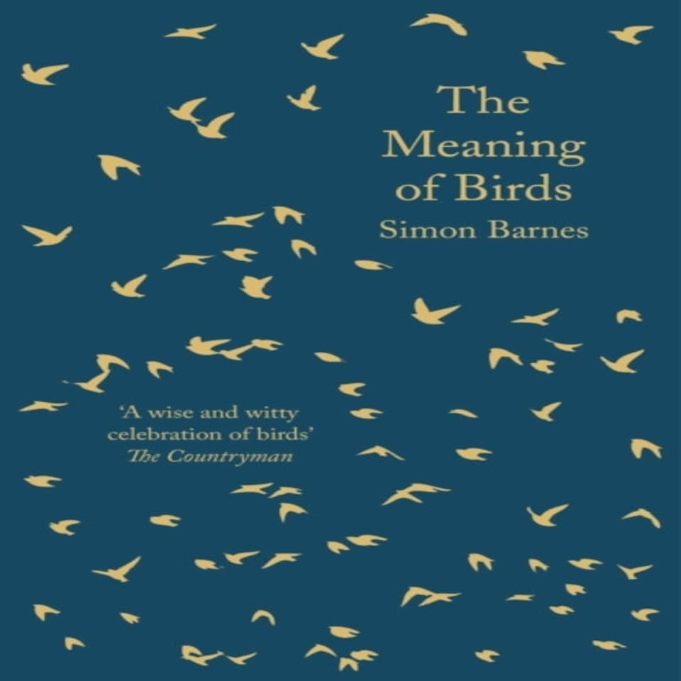 The Meaning Of Birds