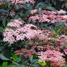 Carbeth Plants Sambucus Blue Sheen in 9cm Pots - Elderberry Plants - Deciduous Shrubs | Pink