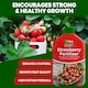 image 3 of Vitax Organic Strawberry Fertiliser 1L Liquid for Rich Flavor Bountiful Strawberries and Prolific Yields