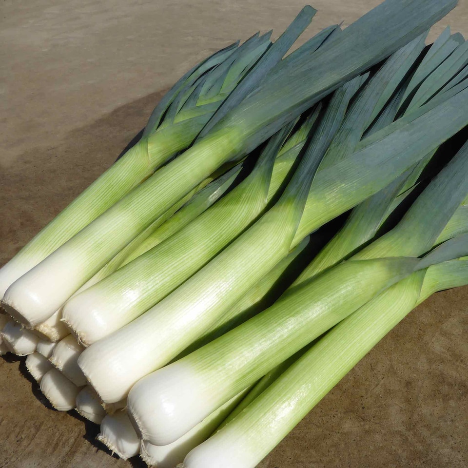 image 1 of Marshalls Garden Leek Seeds 'Batter' F1 40 seeds