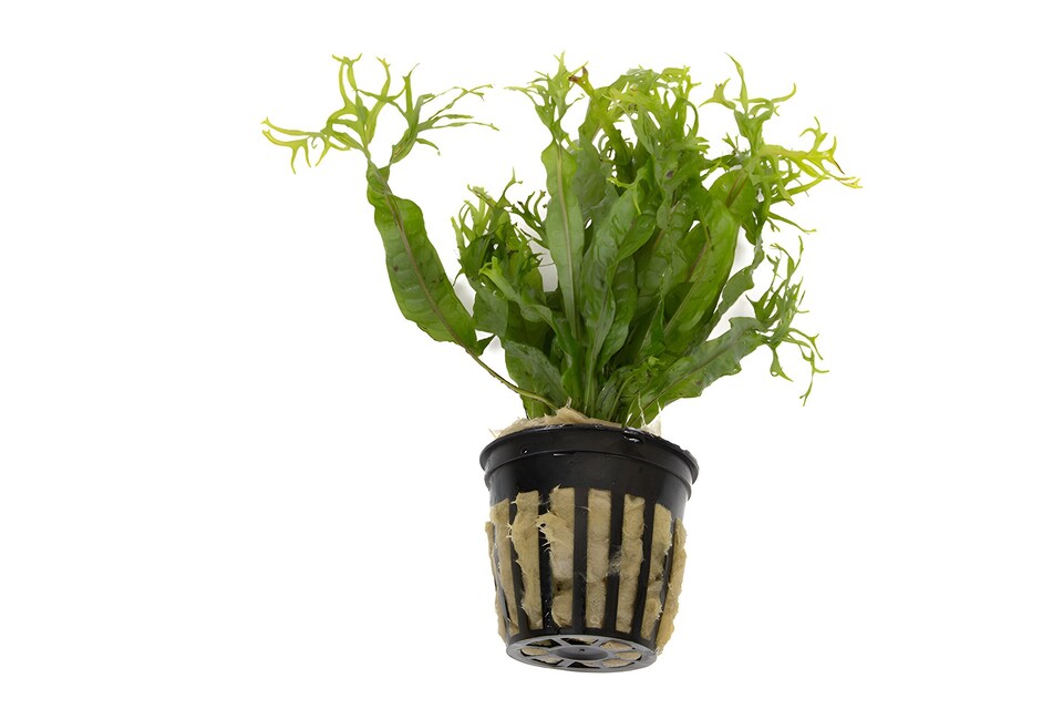 image 1 of Windelov Java Fern (Microsorum pteropus 'Windelov') - Live Aquarium Plant for Midground Planting - Fish Tank Plant