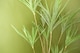 image 2 of Dragon Tree Dracaena Plant 125cm Natural Look Artificial Botanik | Green | 4ft